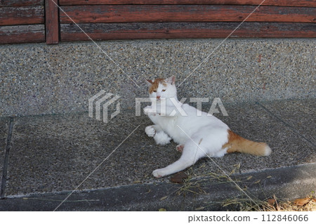 Cute facial expressions and body movements of a cat playing absorbedly 112846066