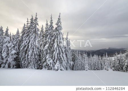 Beautiful winter mountain landscape. Tall dark green spruce trees covered with snow on mountain peaks and cloudy sky background. 112846284