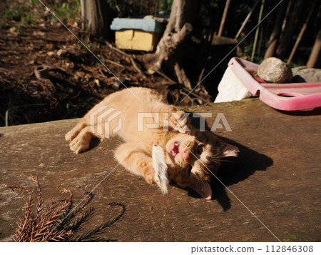A cute kitten sleeping comfortably in the sun 112846308