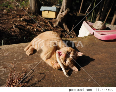 A cute kitten sleeping comfortably in the sun 112846309
