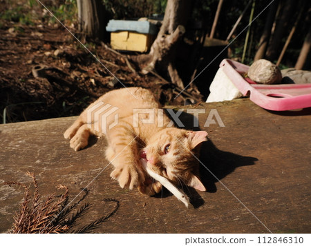 可愛的小貓在陽光下舒服地睡覺 112846310