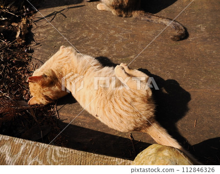 A cute kitten sleeping comfortably in the sun 112846326