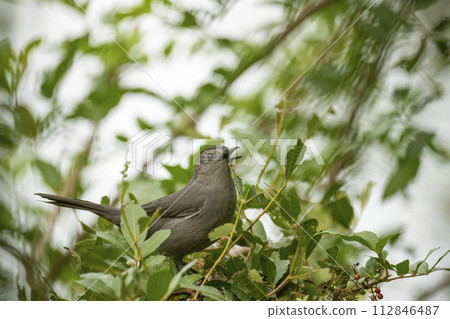A Gray Catbird bird perched on a tree branch in summer Florida shrubs 112846487