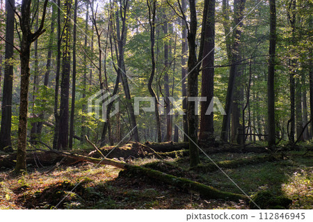 Misty sunrise morning in deciduous forest Misty sunrise morning in deciduous forest 112846945