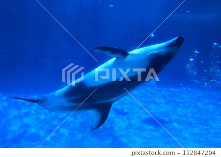 Underwater backstroke!?… “Dolphins” are cute and can swim freely Underwater backstroke!?… “Dolphins” are cute and can swim freely 112847204