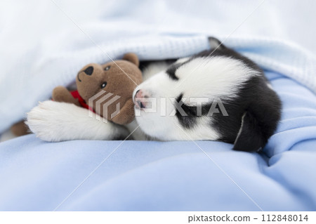 Sleeping husky puppy with blue eyes cuddling with teddy bear on a blue blanket 112848014
