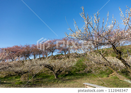 Walking path through the Minogo plum grove where Kawazu cherry blossoms bloom, Gunma Prefecture 112848347