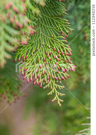 [柏樹花粉病影像] 雄柏花散落前 112848356