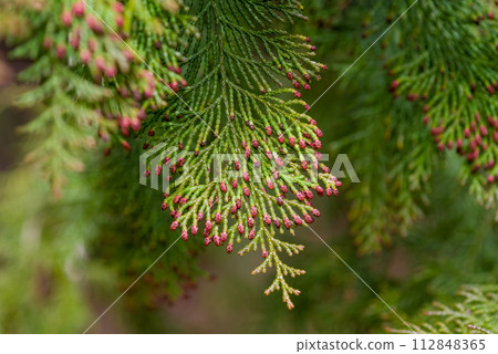[Image of cypress pollinosis] Male cypress flowers just before scattering 112848365