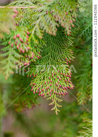 [柏樹花粉病影像] 雄柏花散落前 112848366