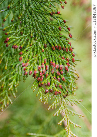 [柏樹花粉病影像] 雄柏花散落前 112848367