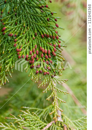 [柏樹花粉病影像] 雄柏花散落前 112848368