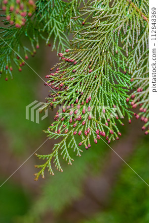 [柏樹花粉病影像] 雄柏花散落前 112848369