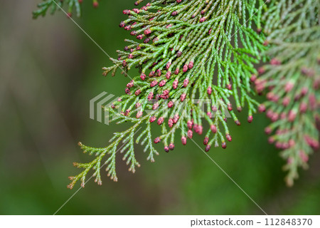 [柏樹花粉病影像] 雄柏花散落前 112848370