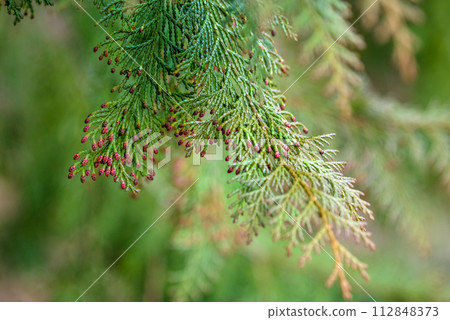 [柏樹花粉病影像] 雄柏花散落前 112848373