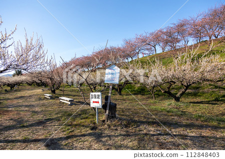 Walking path through the Minogo plum grove where Kawazu cherry blossoms bloom, Gunma Prefecture 112848403