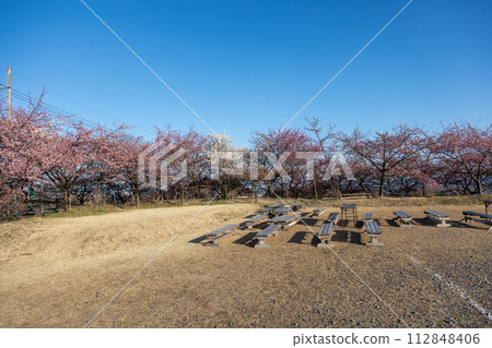 Walking path through the Minogo plum grove where Kawazu cherry blossoms bloom, Gunma Prefecture Walking path through the Minogo plum grove where Kawazu cherry blossoms bloom, Gunma Prefecture 112848406