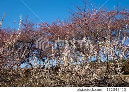 群馬縣河津櫻花盛開的美濃鄉梅林散步道 112848410