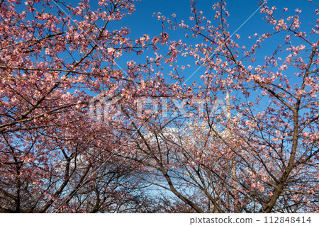 群馬縣河津櫻花盛開的美濃鄉梅林散步道 112848414