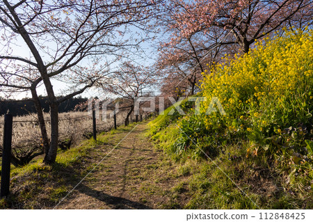 Walking path through Minogo plum grove with rape blossoms and Kawazu cherry blossoms, Gunma Prefecture 112848425