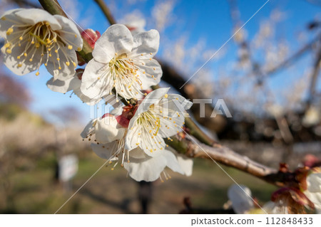Plum blossoms of Minogo Bairin, Gunma Prefecture 112848433