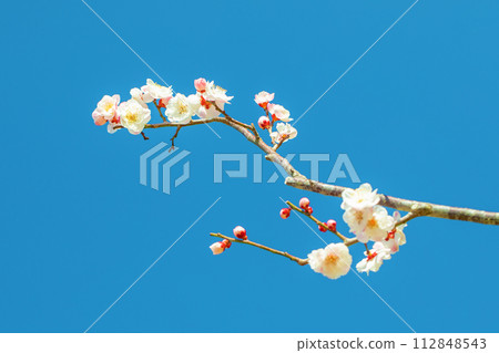 房子周圍的花 - 不同的季節 - 美麗的小花在早春綻放 房子周圍的花 - 不同的季節 - 美麗的小花在早春綻放 112848543