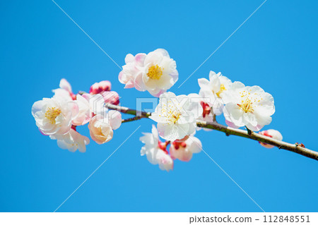 房子周圍的花 - 不同的季節 - 美麗的小花在早春綻放 112848551