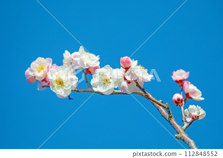 Flowers around the house - various seasons - beautiful small flowers bloomed in early spring 112848552