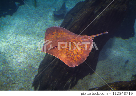 Honeycomb whipray Himantura Undulata stingray Honeycomb whipray Himantura Undulata stingray 112848719