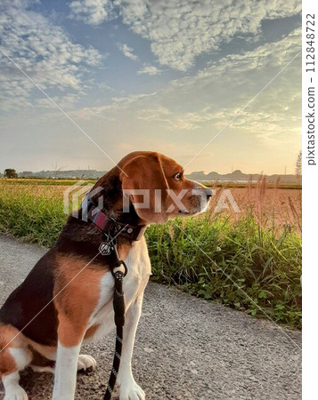 Beagle staring at the sky Beagle staring at the sky 112848722