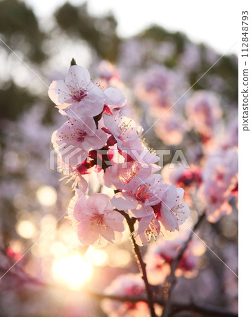 Anzu flower 112848793