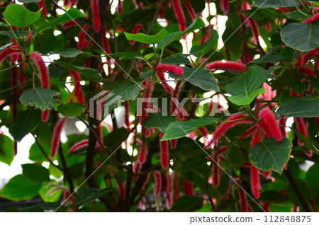 Benihimoki tree 112848875
