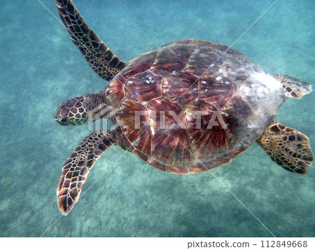 Hawaiian Sea Turtle swims above coral rocks the waters of Waikiki 112849668