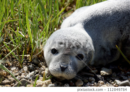 Baby fur seal resting with open eyes on grass Baby fur seal resting with open eyes on grass 112849784