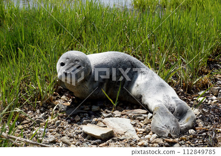 Baby fur seal resting with open eyes on grass 112849785