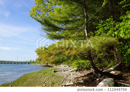 Pine Tree on rocky beach leading to a Bridge and Power lines 112849799