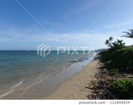 Coconut Trees line Kahala Beach 112849934