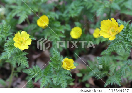 Fukujuso (Momoyama Shrine/Takeda Nagayu, Oita Prefecture) Fukujuso (Momoyama Shrine/Takeda Nagayu, Oita Prefecture) 112849997