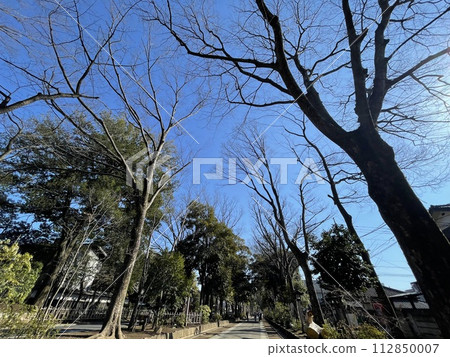 冬天的大宮冰川神社 冬天的大宮冰川神社 112850007