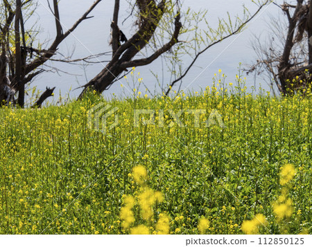 春天在河邊盛開的油菜花 春天在河邊盛開的油菜花 112850125