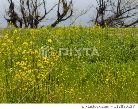 Rape blossoms blooming along the river in spring Rape blossoms blooming along the river in spring 112850127