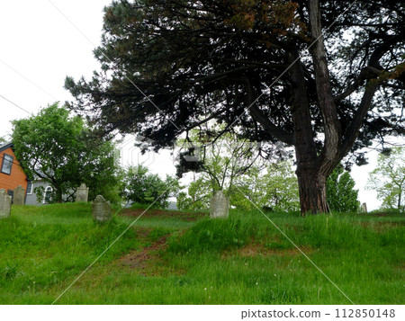 Tree in Graveyard in Salem, Masachusetts 112850148