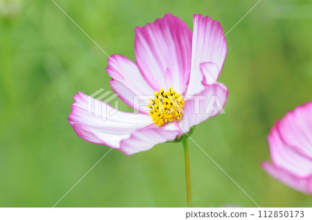 autumn cherry blossom petals 112850173