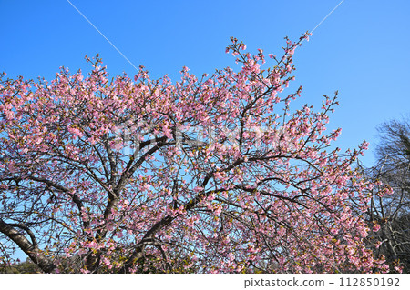 The arrival of early spring, Kawazu cherry blossoms in full bloom, blue sky background The arrival of early spring, Kawazu cherry blossoms in full bloom, blue sky background 112850192