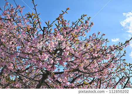 The arrival of early spring, Kawazu cherry blossoms in full bloom, blue sky background 112850202