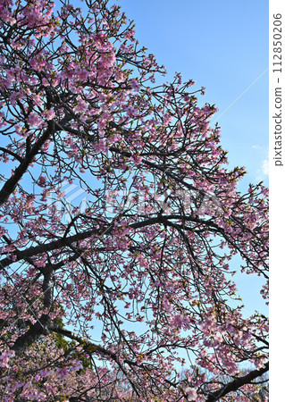 The arrival of early spring, Kawazu cherry blossoms in full bloom, blue sky background 112850206
