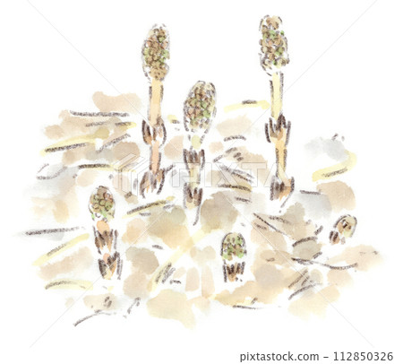 Spring landscape, comparison of the heights of horsetails, watercolor illustration 112850326