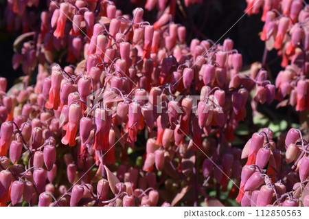 Dance of butterflies in full bloom, Shizuoka 112850563