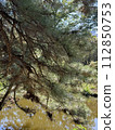 Pinus thunbergii (Japanese black pine) Pinus thunbergii Parl. 112850753