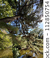 Pinus thunbergii (Japanese black pine) Pinus thunbergii Parl. 112850754